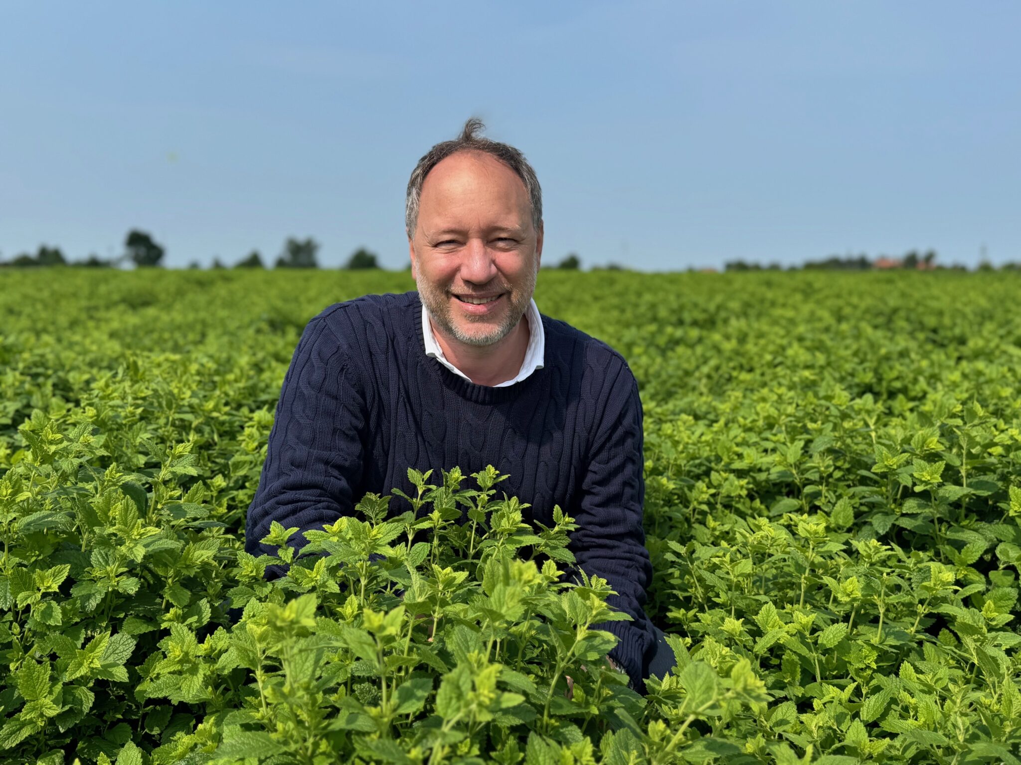 Piantagione di Melissa officinalis curata da Swisseutic